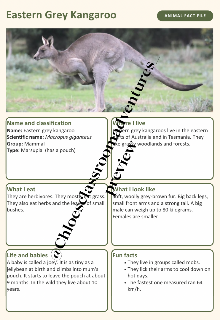 Australian Animal Fact Files | 20 Native Australian Animals | Year 1–2 | Editable | Printable