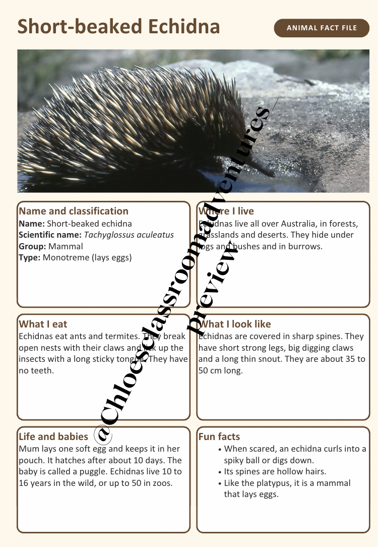 Australian Animal Fact Files | 20 Native Australian Animals | Year 1–2 | Editable | Printable