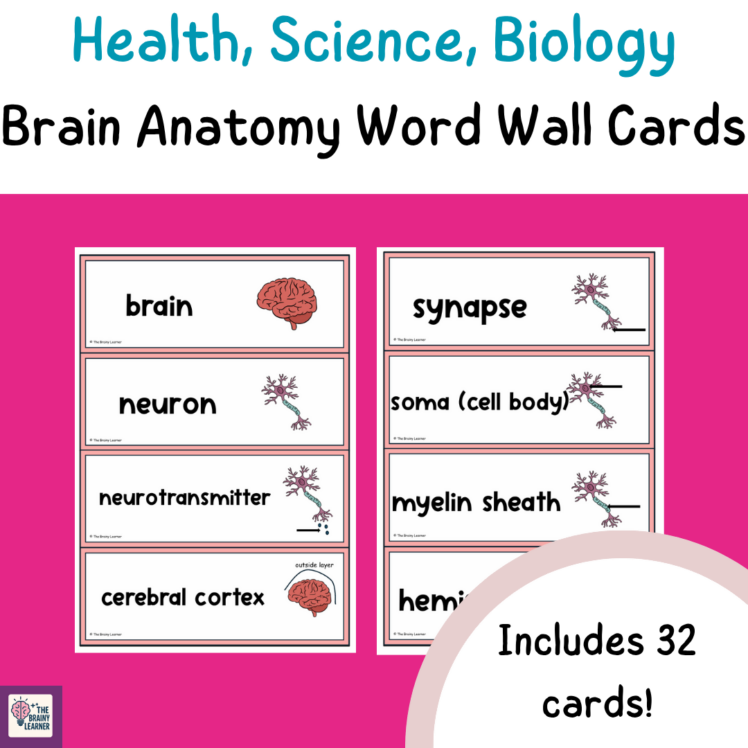 Brain Anatomy Word Wall Cards