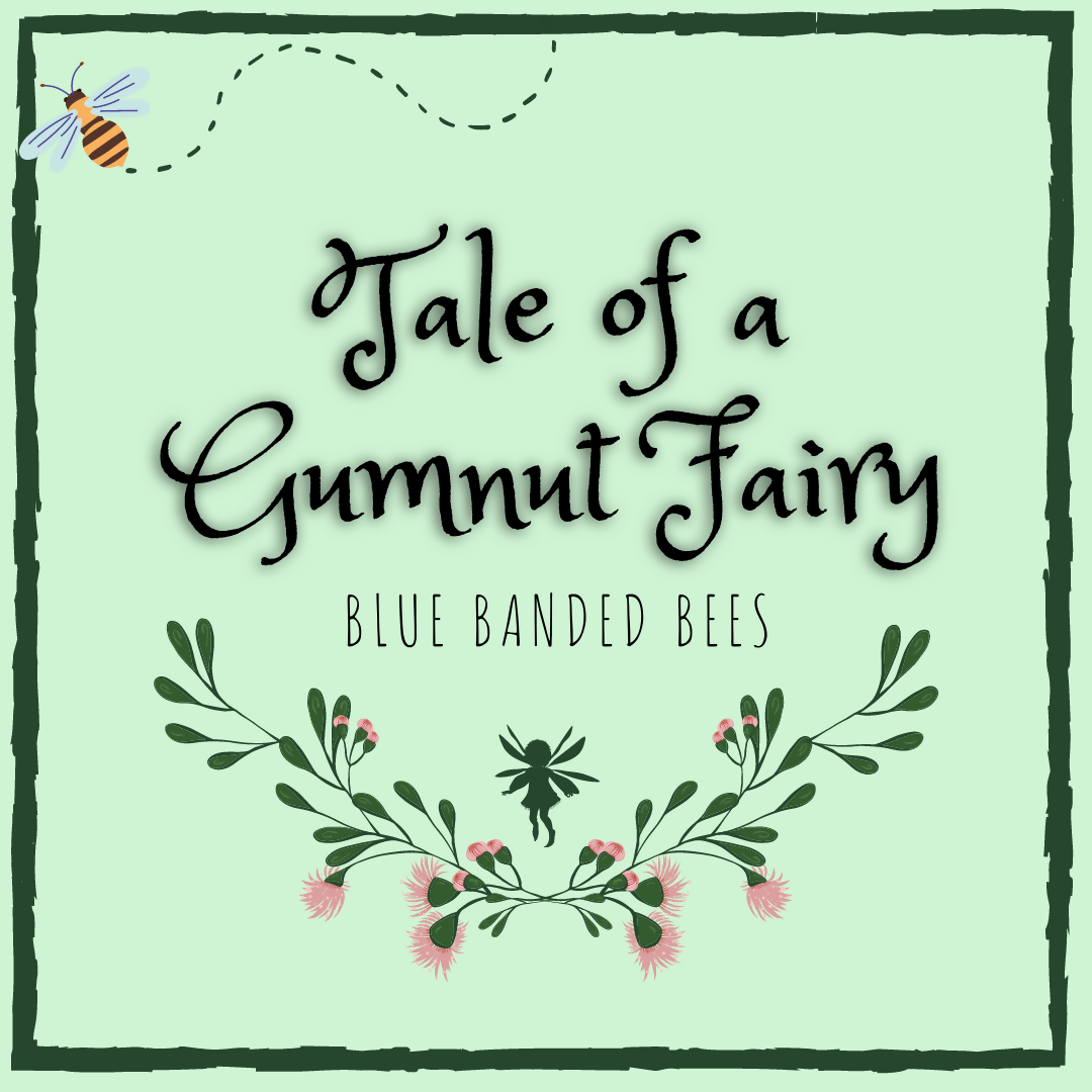 Monologue: TALE OF A GUMNUT FAIRY: BLUE BANDED BEES