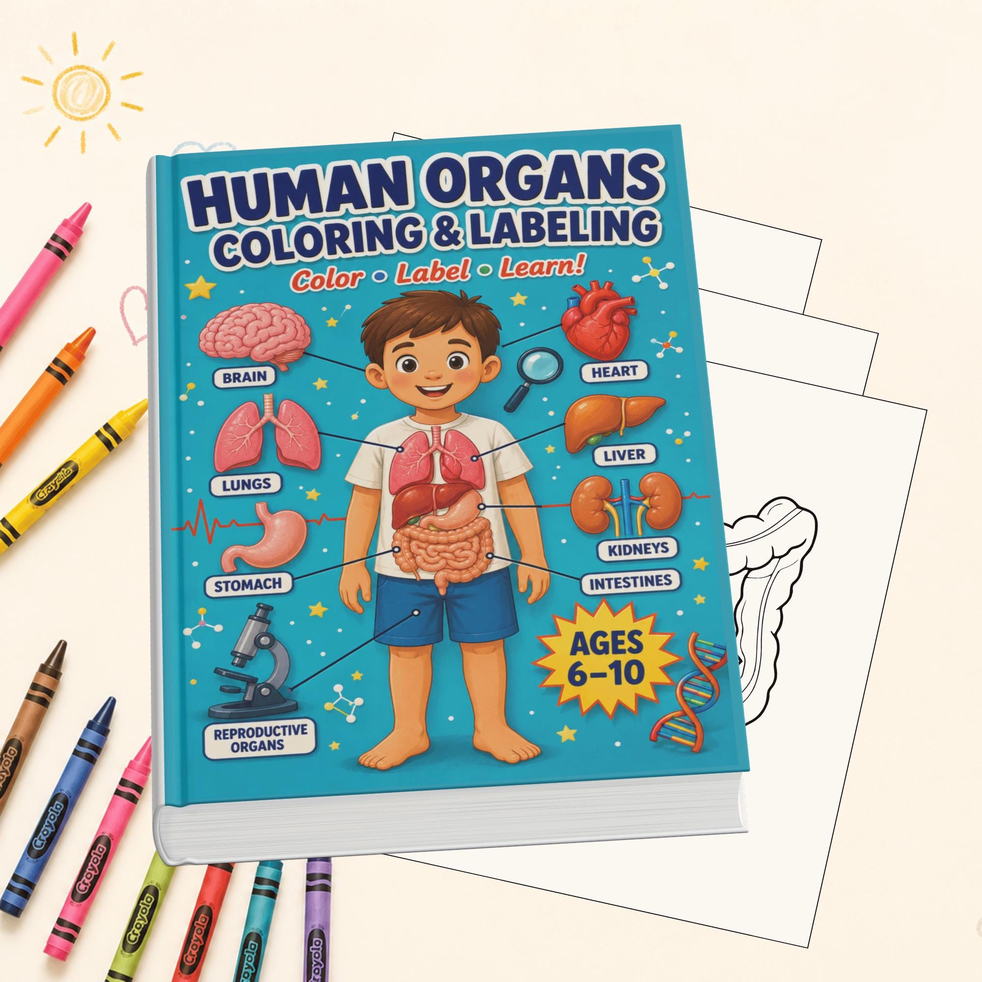 Human Organs Coloring & Labeling Worksheets | Anatomy Printable for Kids | Human Body Science Activity | Homeschool