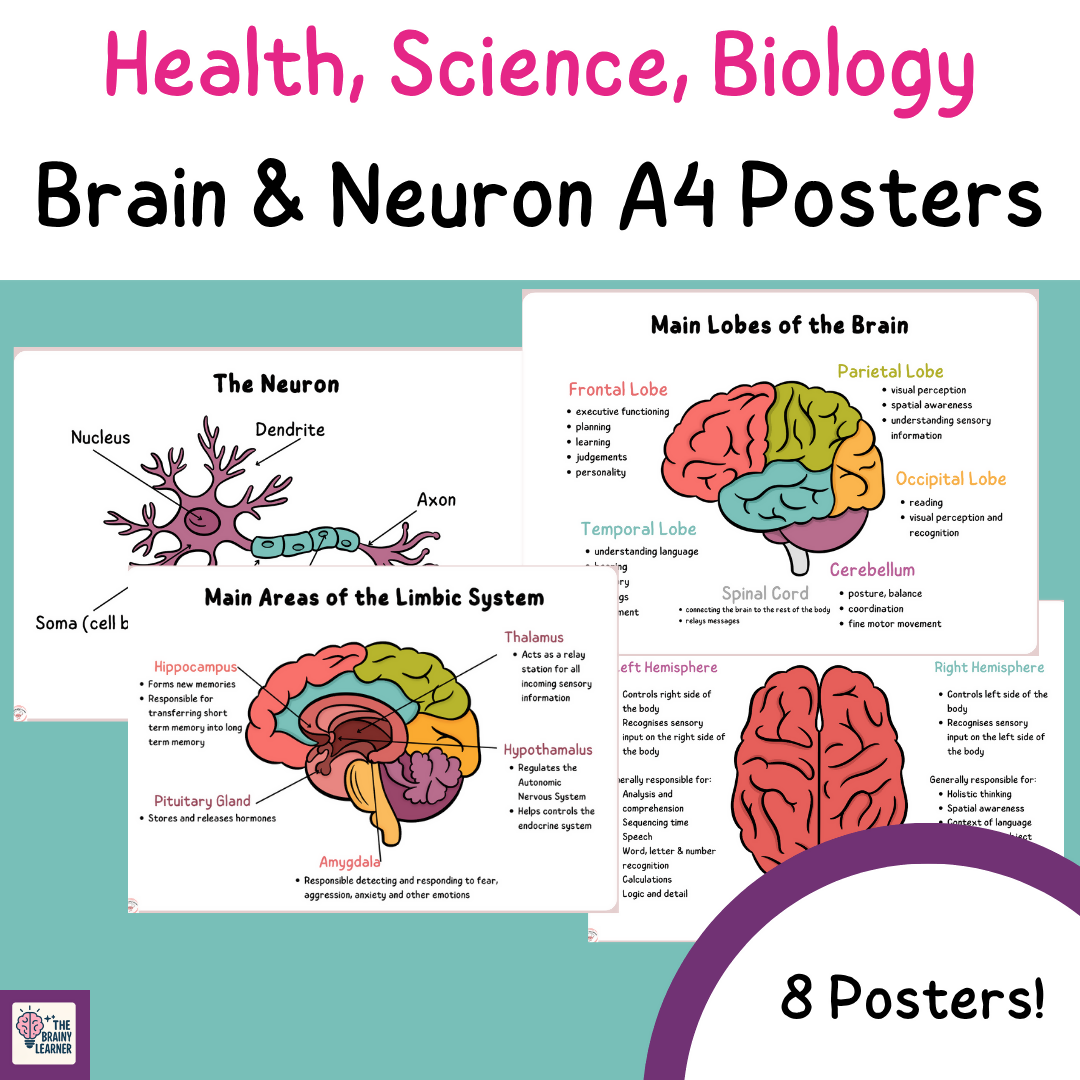 Brain and Neuron Posters A4