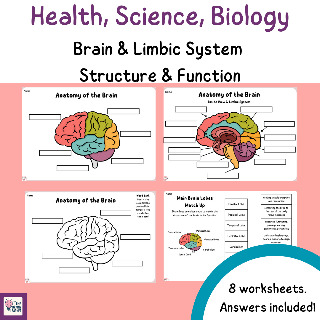 Brain and Limbic System Worksheets