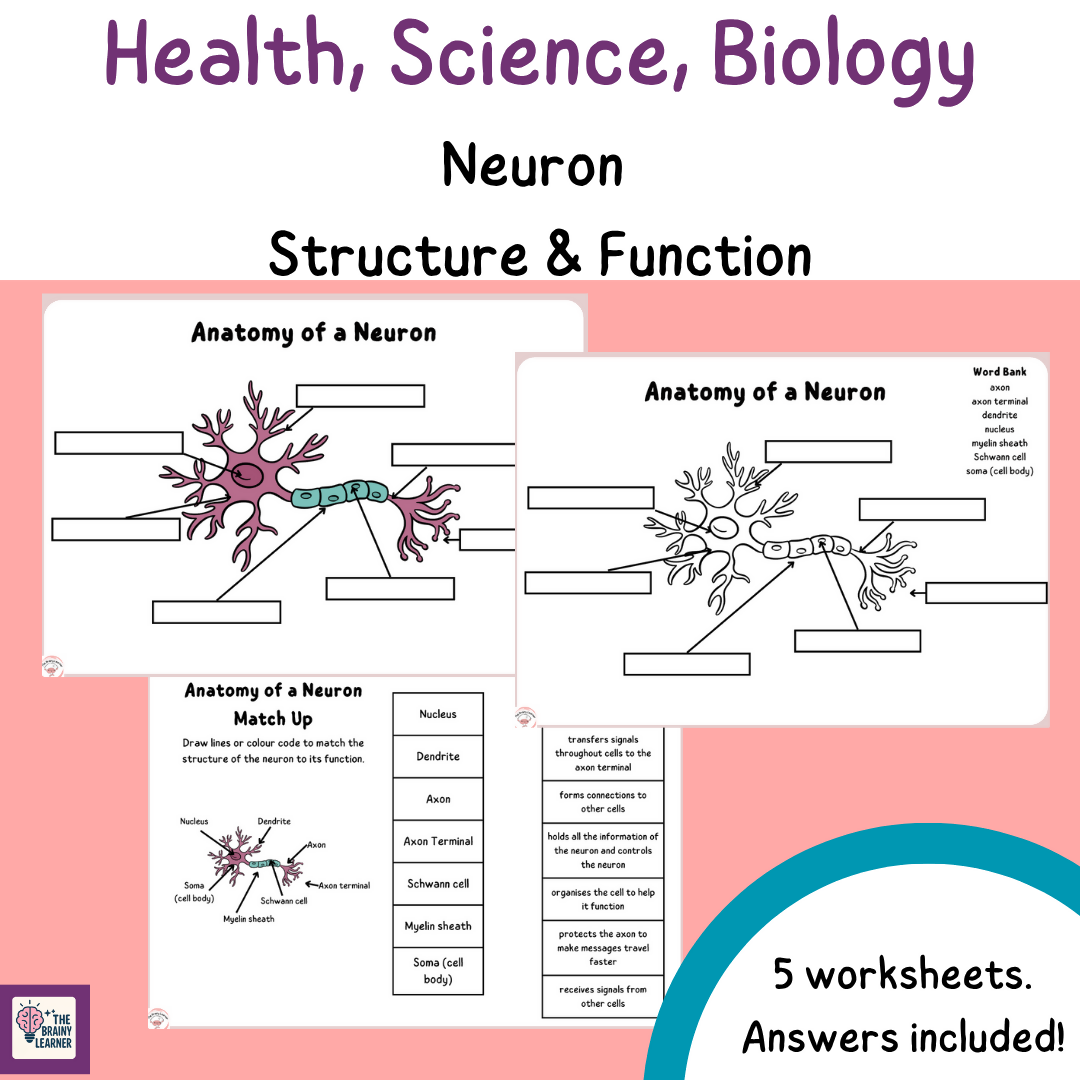 Neuron Structure and Function Worksheet