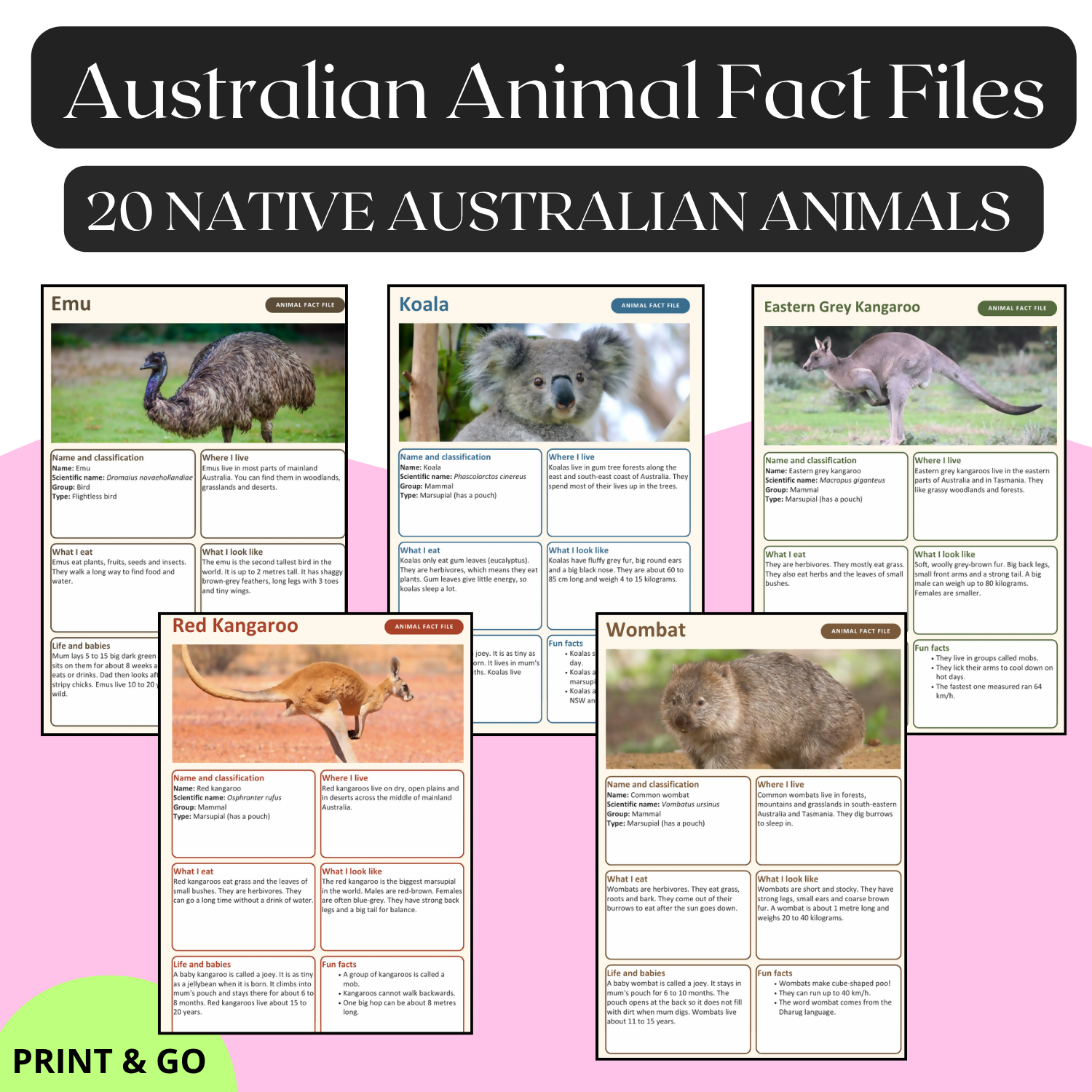 Australian Animal Fact Files | 20 Native Australian Animals | Year 1–2 | Editable | Printable